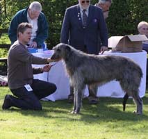 CANERIKE CROCODILE COOLER